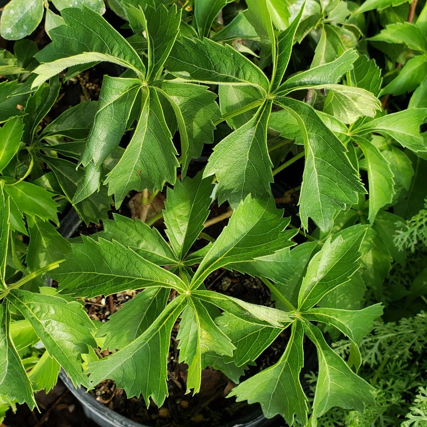Virginia creeper (Parthenocissus quinquefolia)