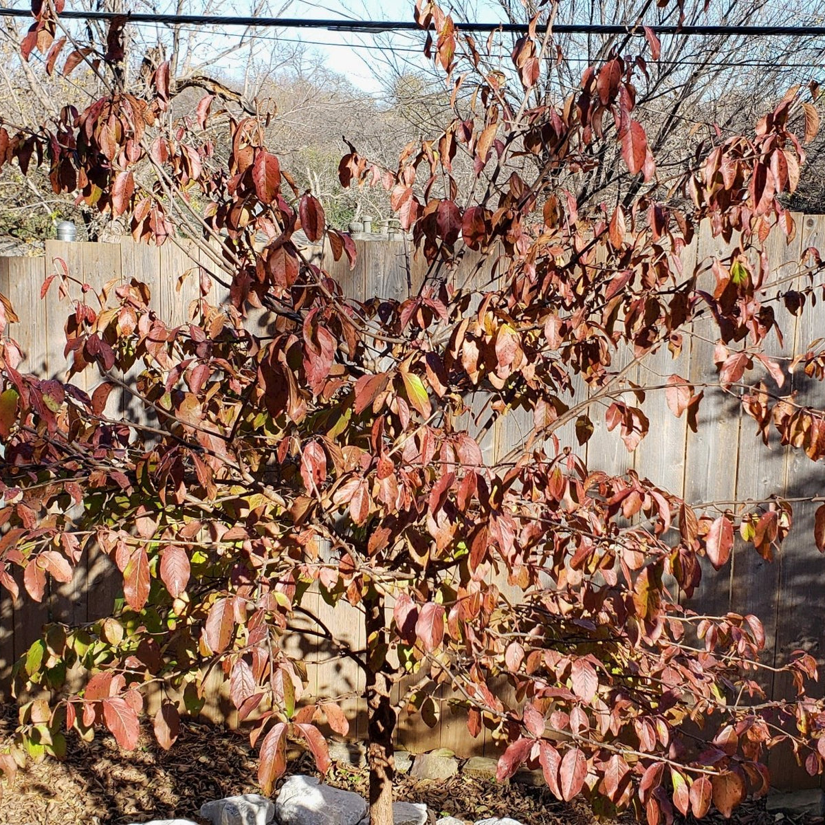Viburnum rufidulum (Rusty Blackhaw Viburnum)