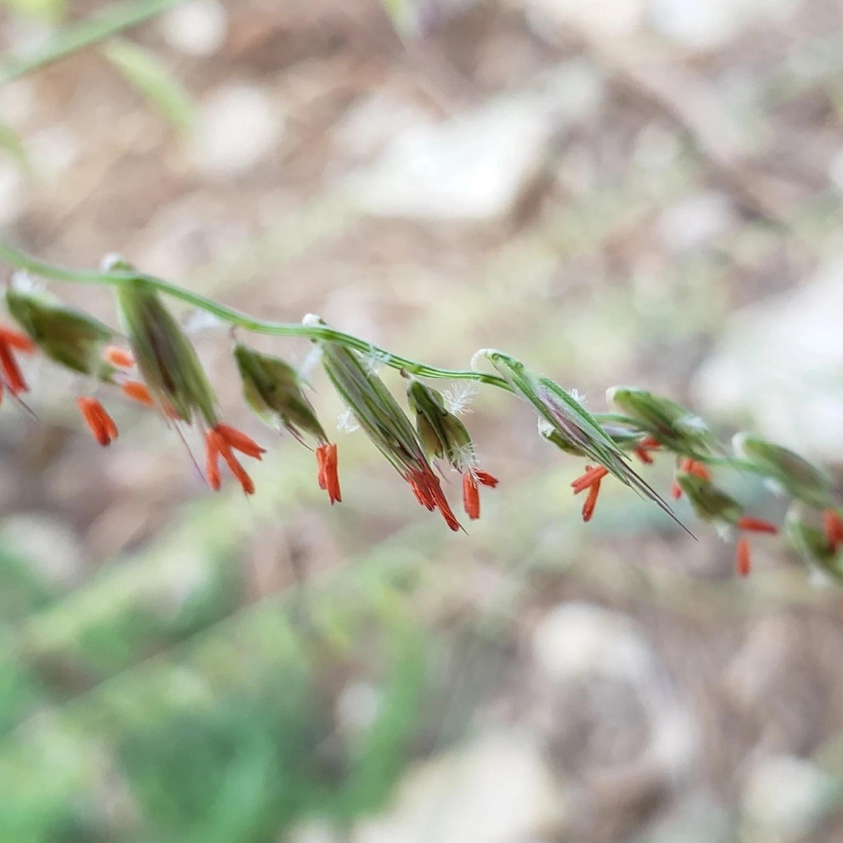 Sideoats Grama (Bouteloua curtipendula)