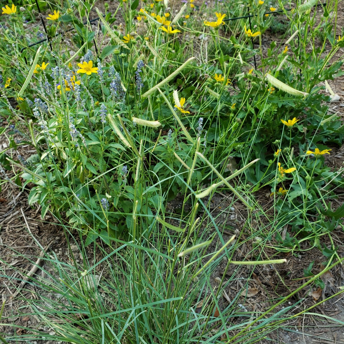 Blue Grama (Bouteloua gracilis)