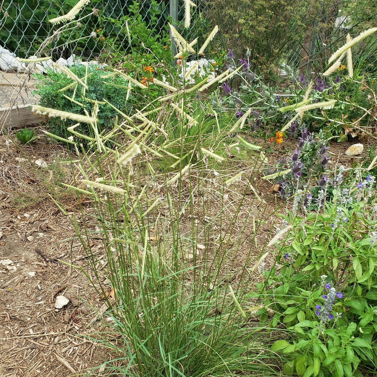 Blue Grama (Bouteloua gracilis)