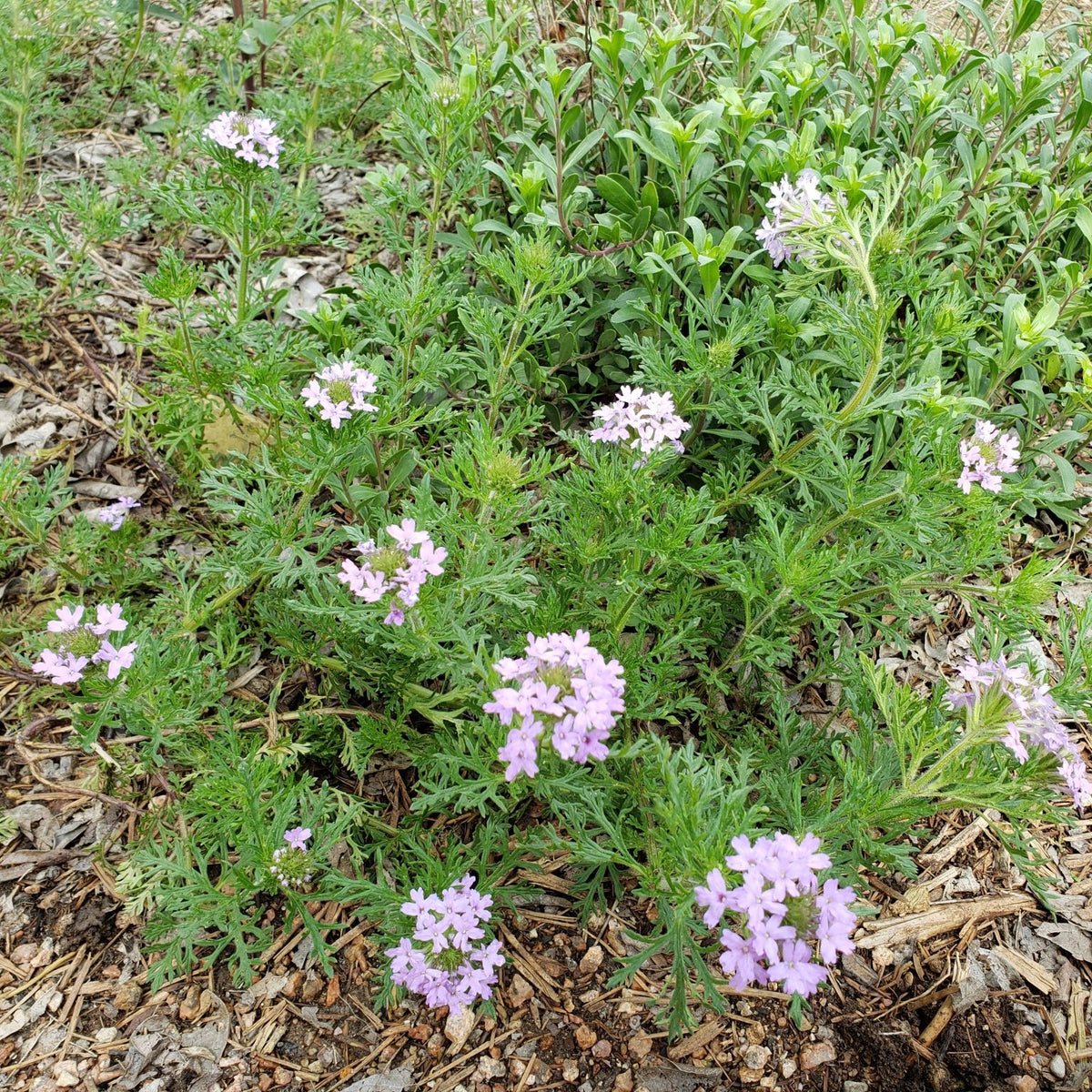 Glandularia bipinnatifida (Prairie Verbena)