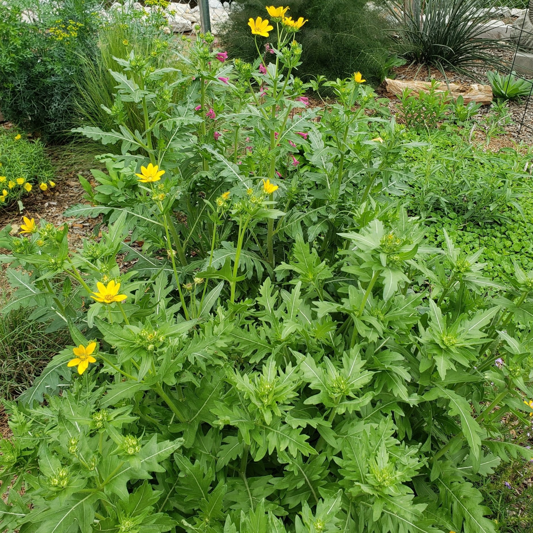Engelmannia peristenia (Cutleaf Daisy)
