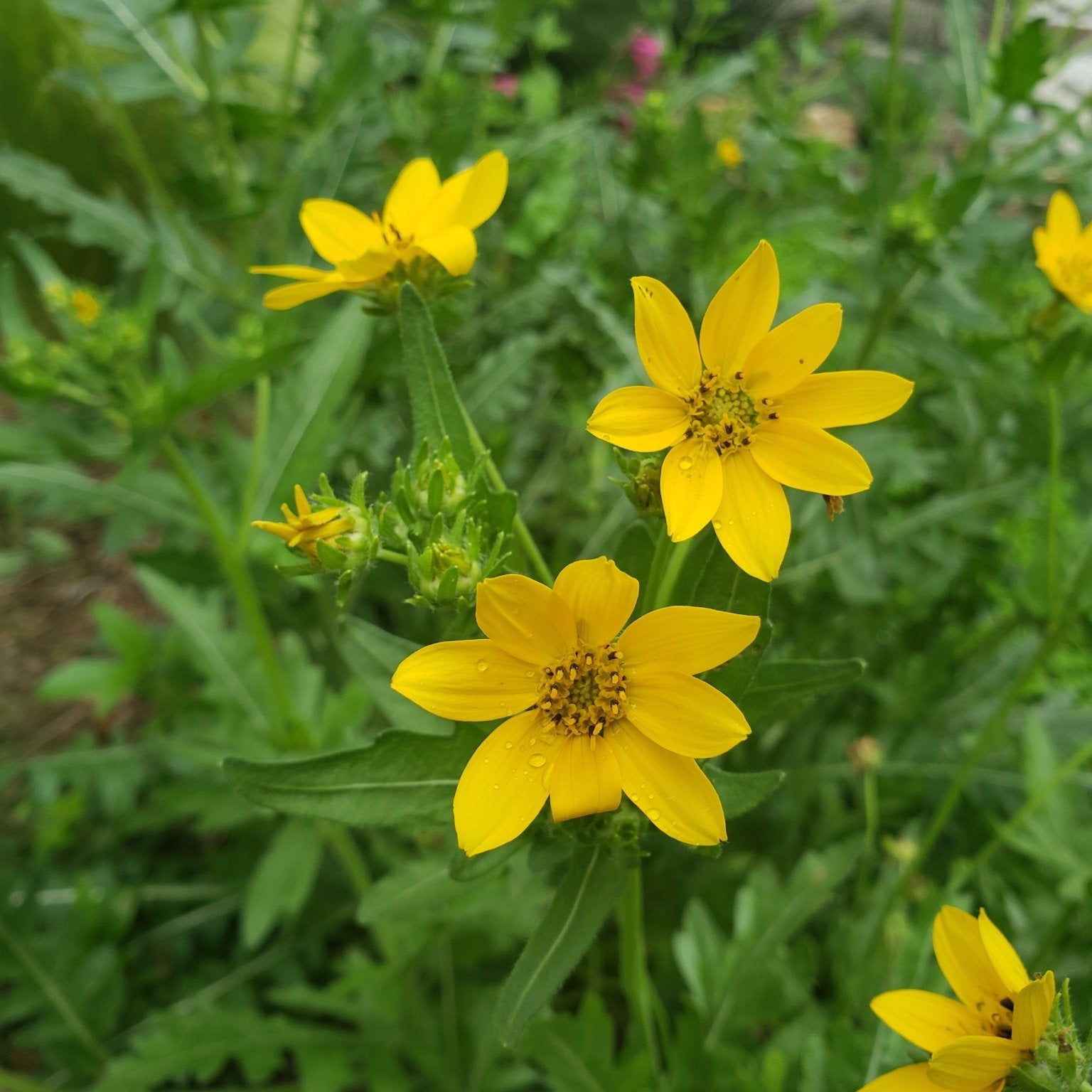 Engelmannia peristenia (Cutleaf Daisy)