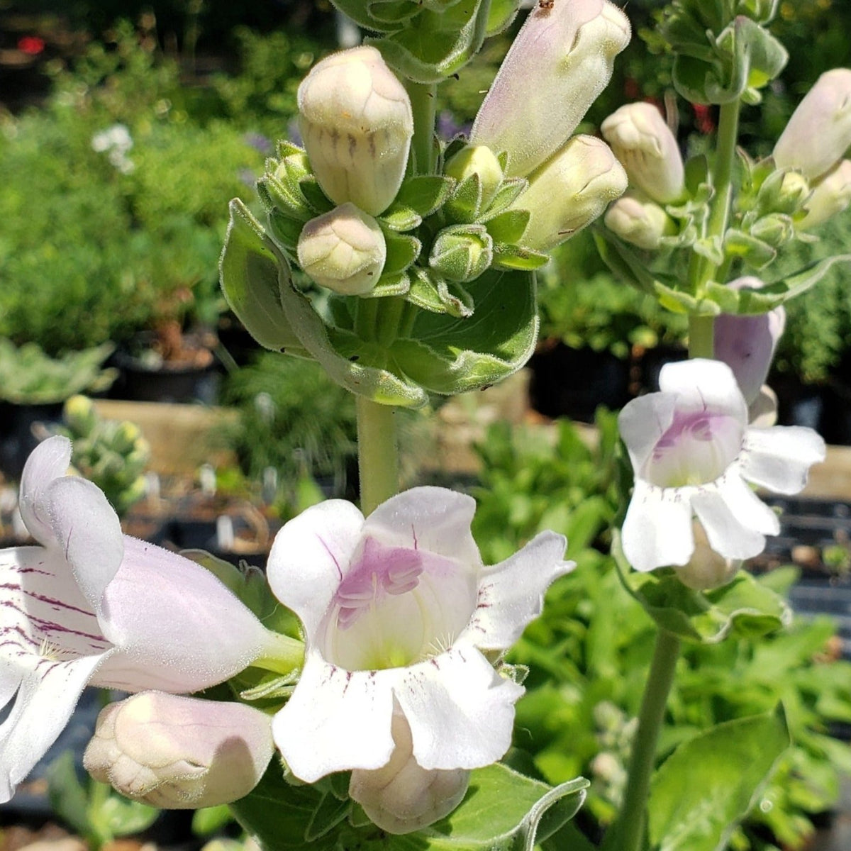 Penstemon cobaea (Prairie Penstemon)