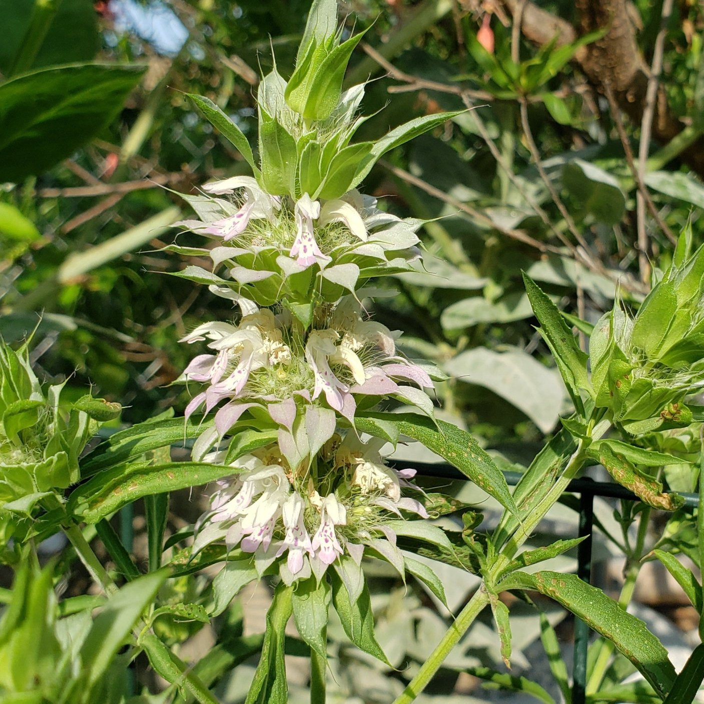 Monarda punctata (Spotted Beebalm)