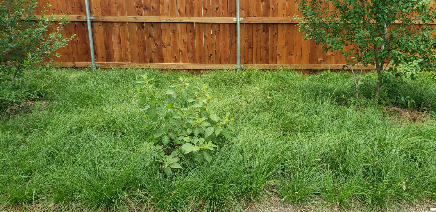 Carex perdentata (Meadow Sedge)