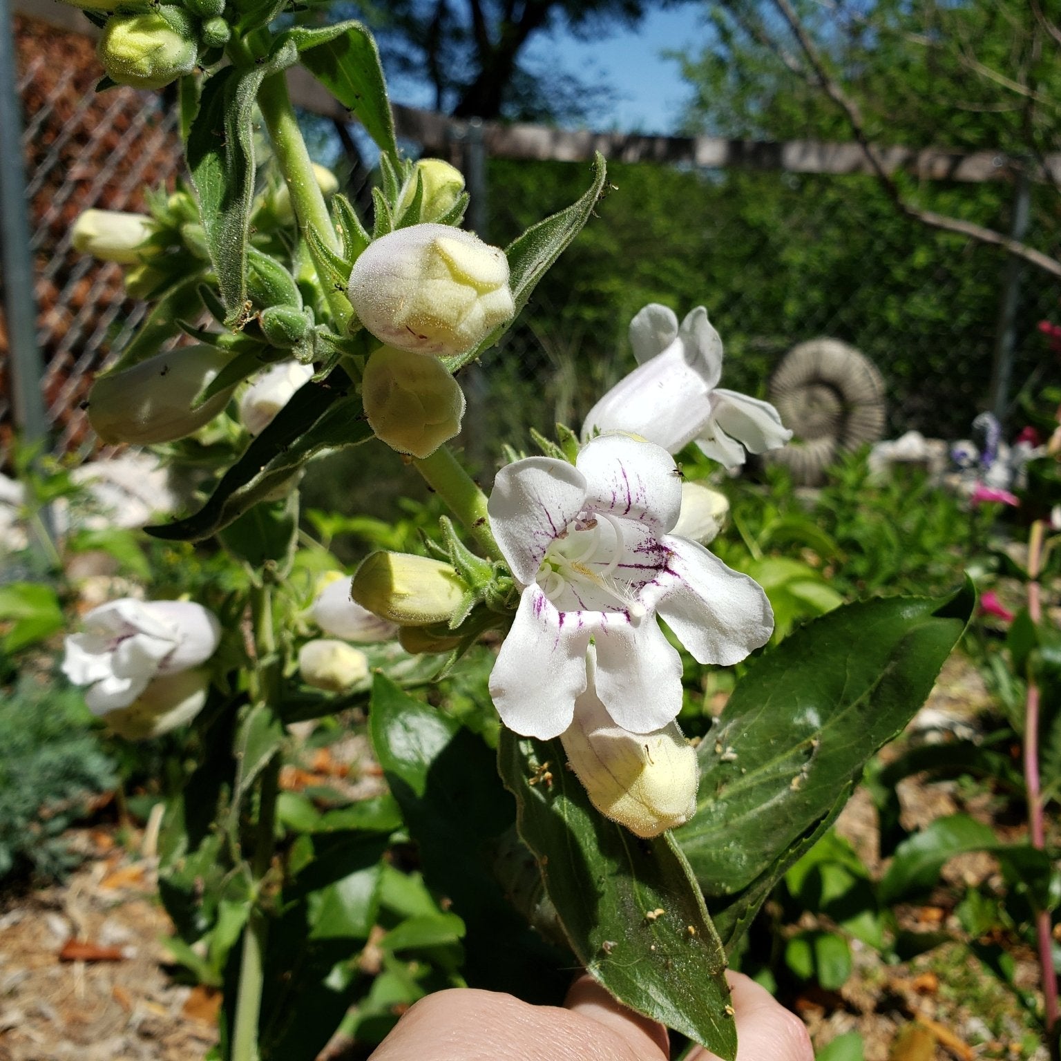 Penstemon cobaea (Prairie Penstemon)