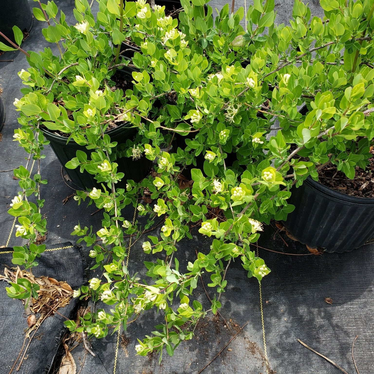 Lonicera albiflora (Western White Honeysuckle)