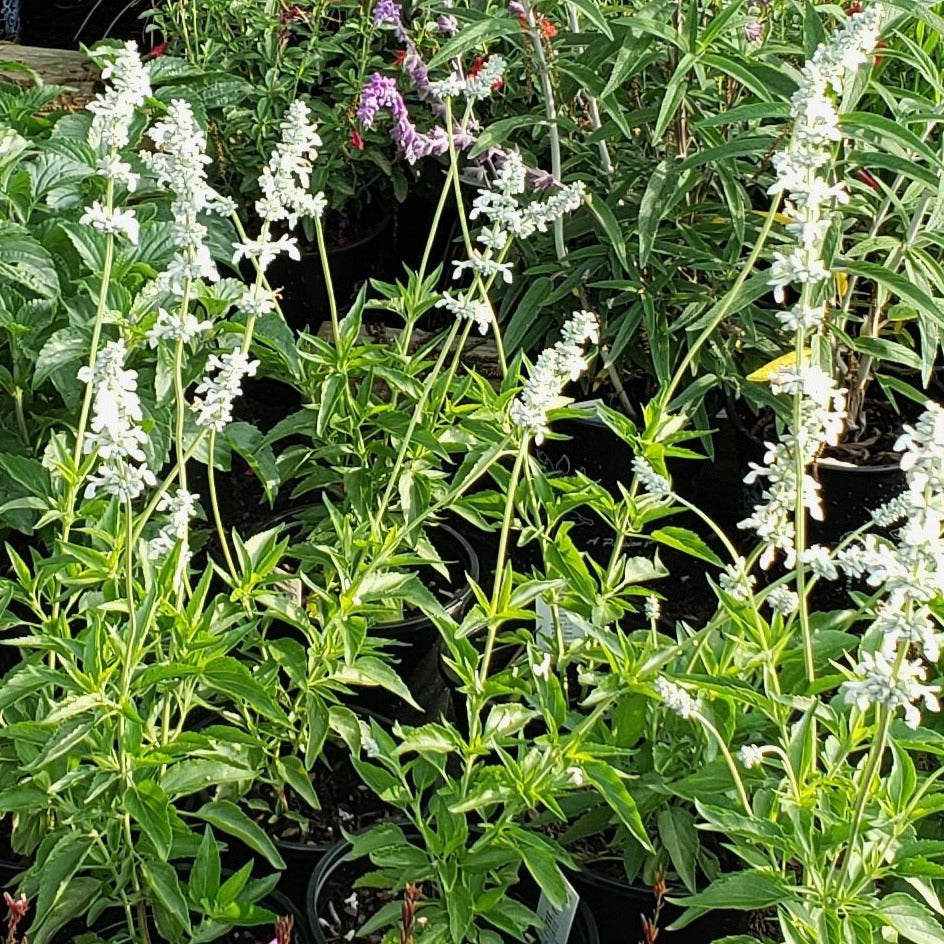 Salvia farinacea (Mealy Blue Sage 'Augusta Duelberg')
