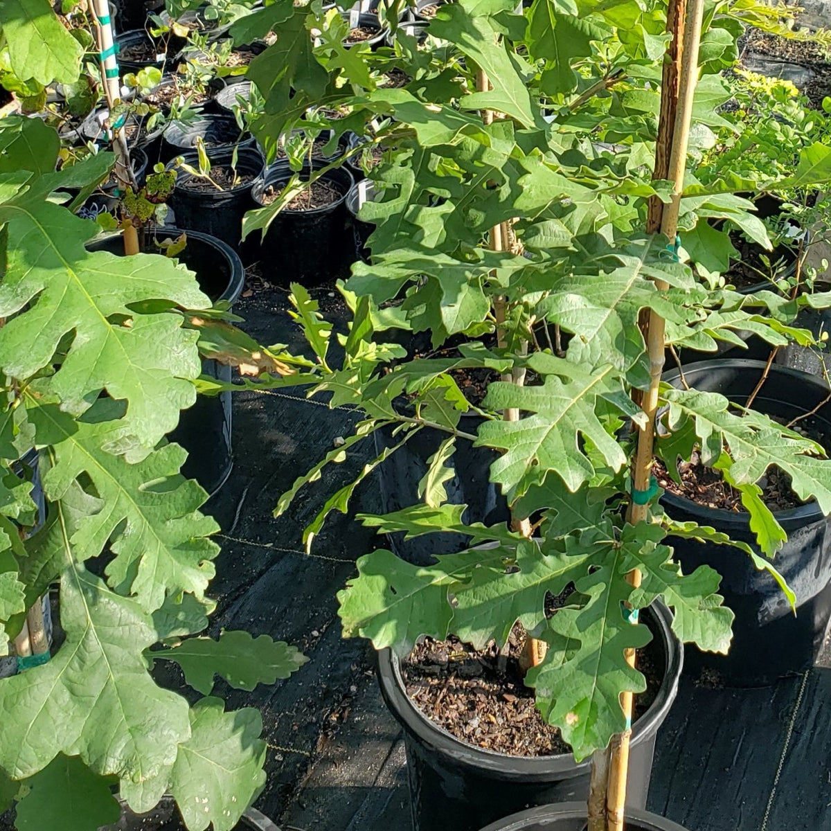 Quercus macrocarpa (Bur Oak)