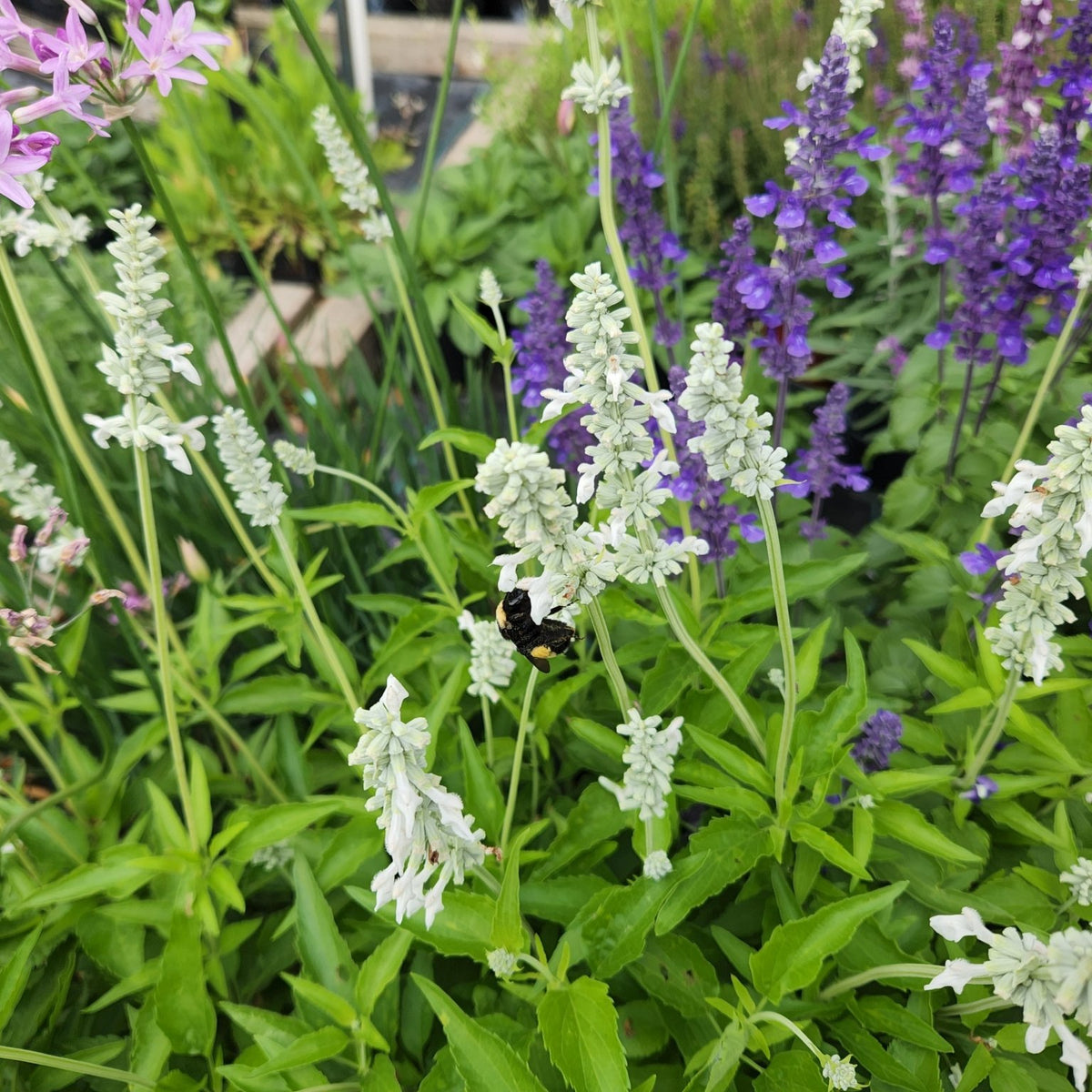 Salvia farinacea (Mealy Blue Sage 'Augusta Duelberg')