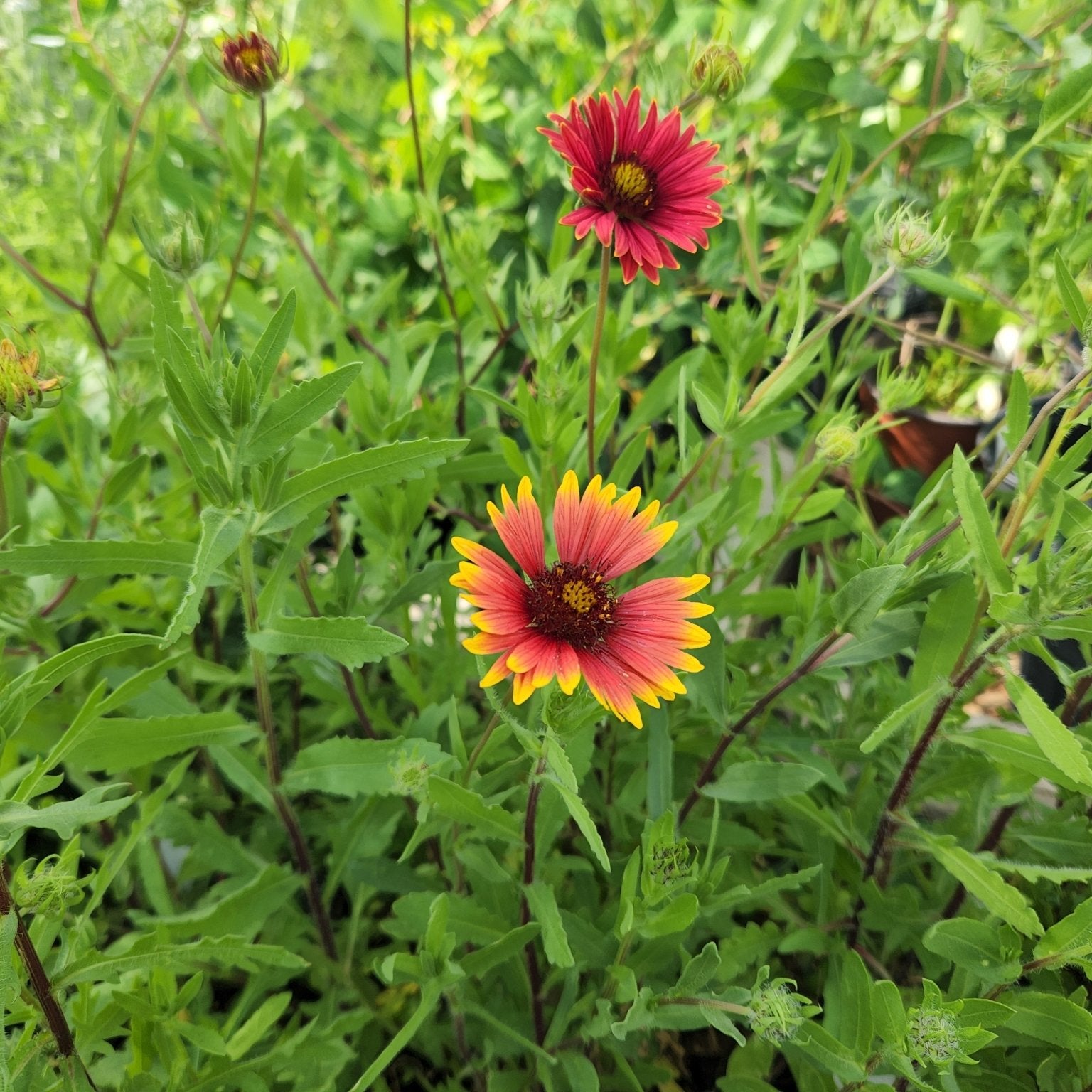 Gaillardia pulchella (Indian Blanket)