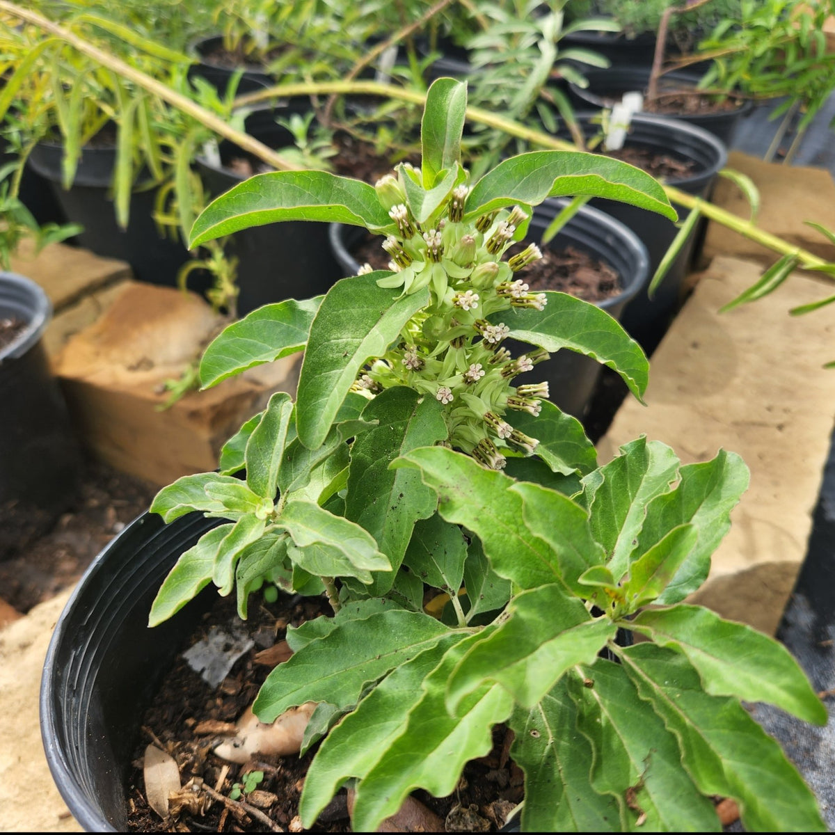 Asclepias oenotheroides (Zizotes Milkweed)
