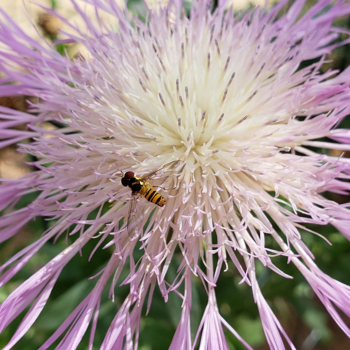 Centaurea americana (American Basketflower)