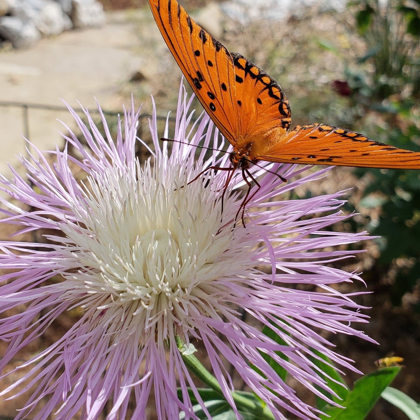 Centaurea americana (American Basketflower)