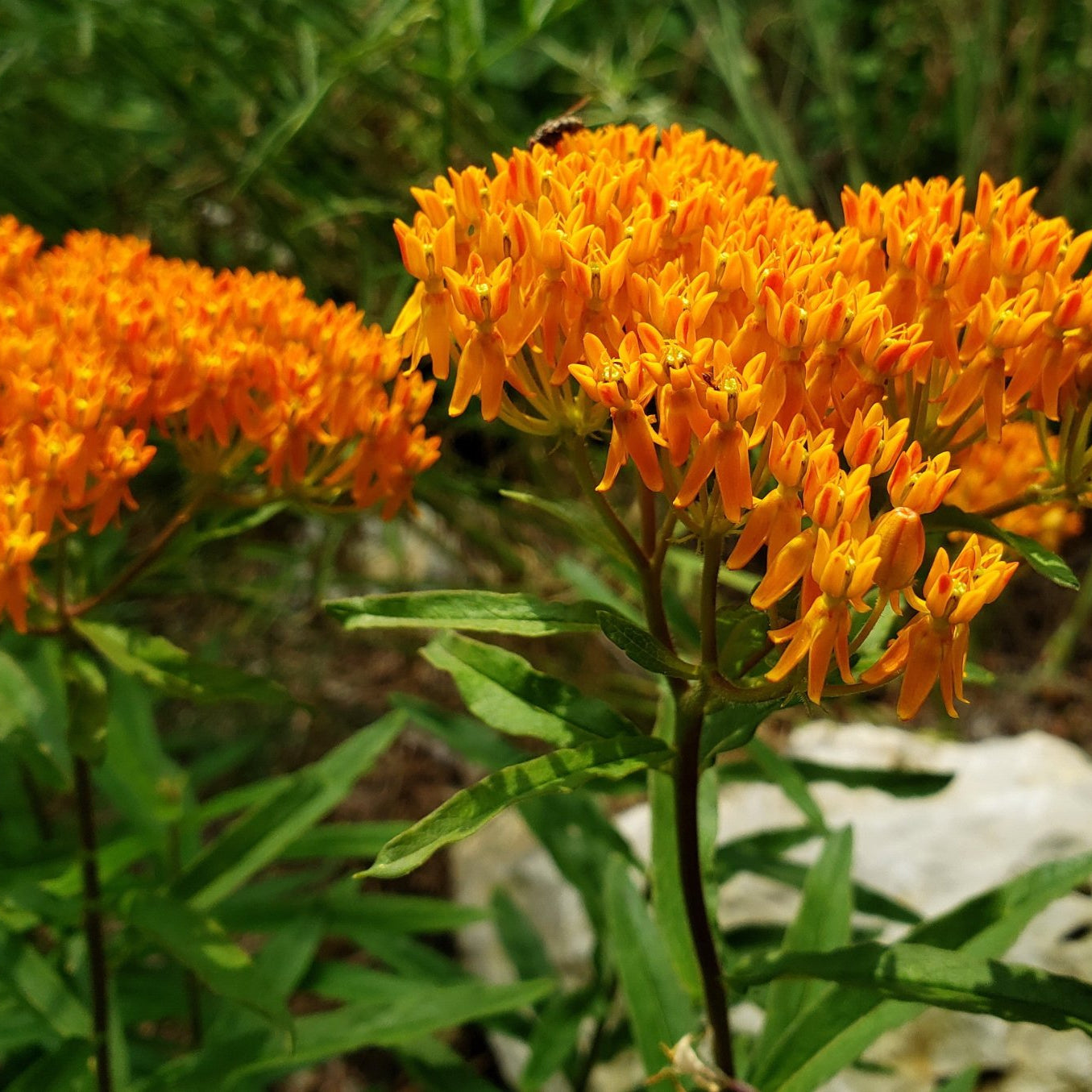 Butterfly Milkweed (Asclepias tuberosa)