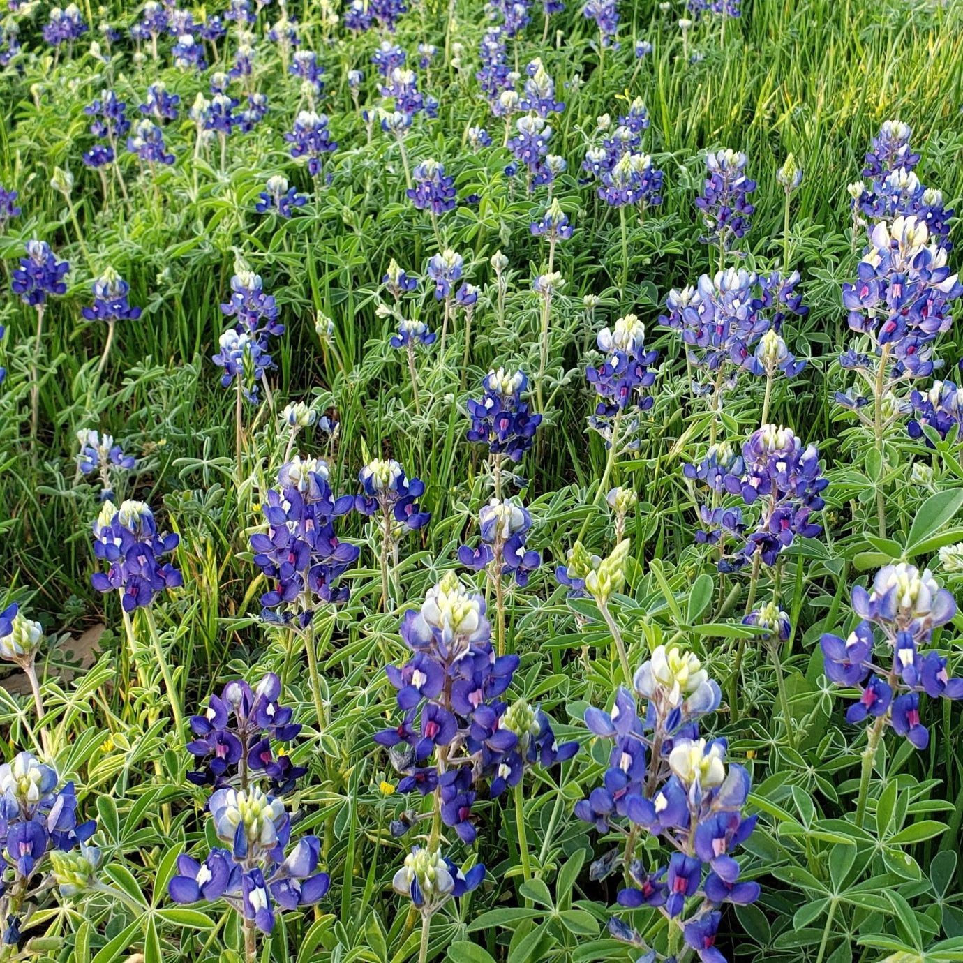 Texas Bluebonnets (Lupinus texensis)