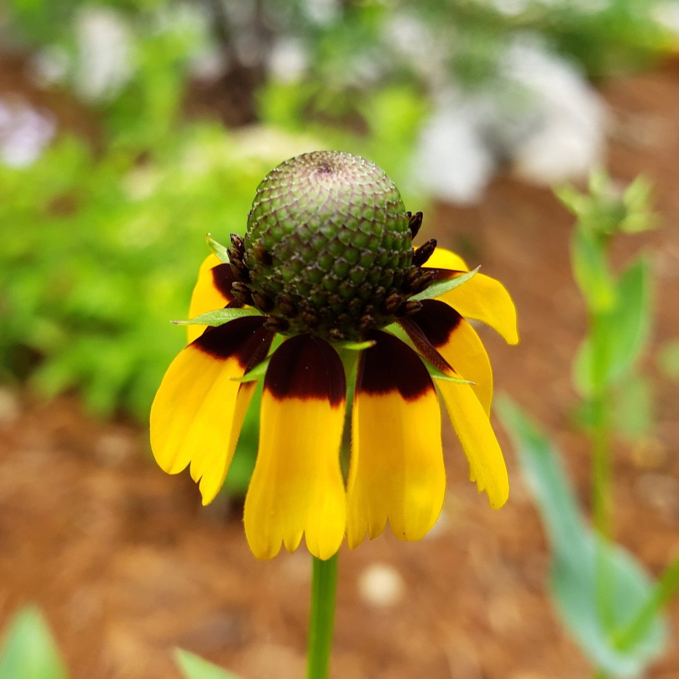 Clasping Coneflower (Dracopis amplexicaulis)
