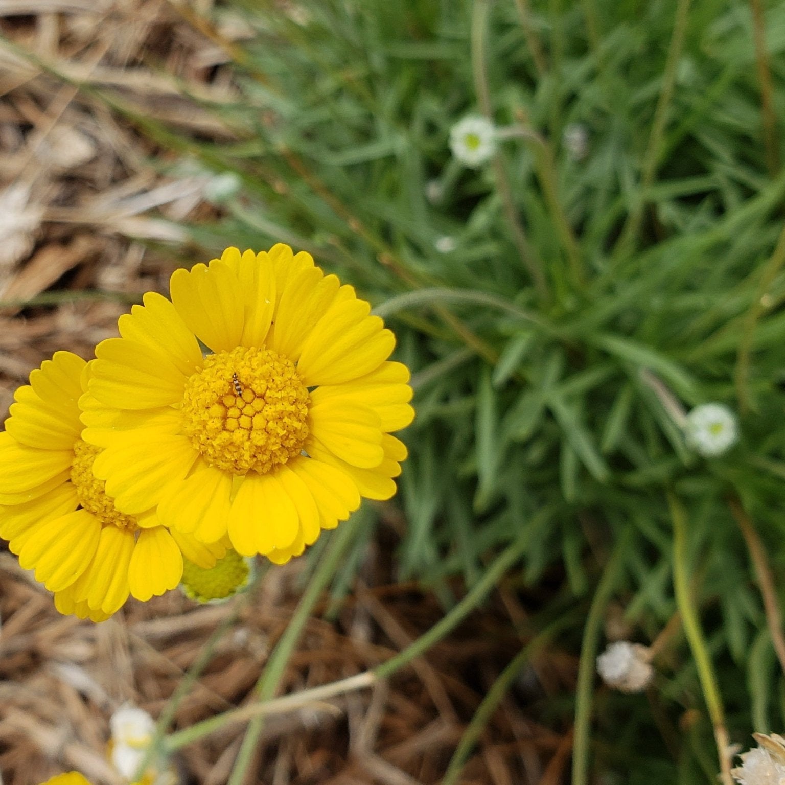 Four-nerve daisy (Tetraneuris scaposa)