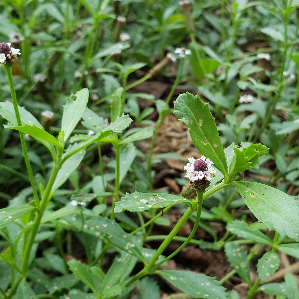 Frogfruit (Phyla nodiflora)