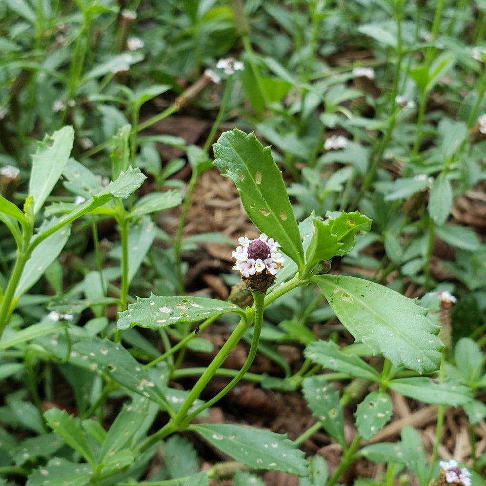 Frogfruit (Phyla nodiflora)