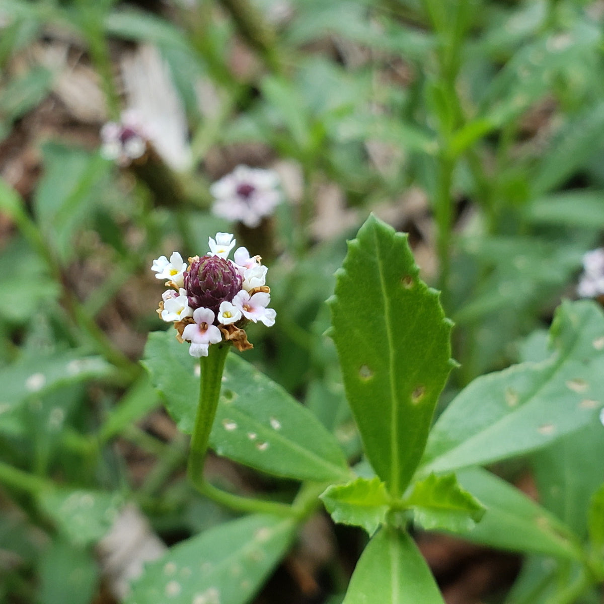 Frogfruit (Phyla nodiflora)
