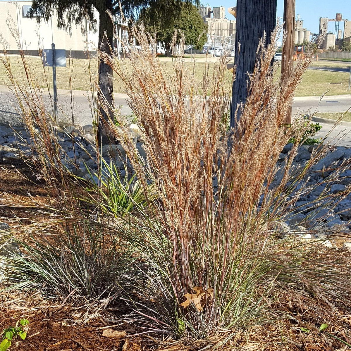 Schizachyrium scoparium (Little Bluestem)