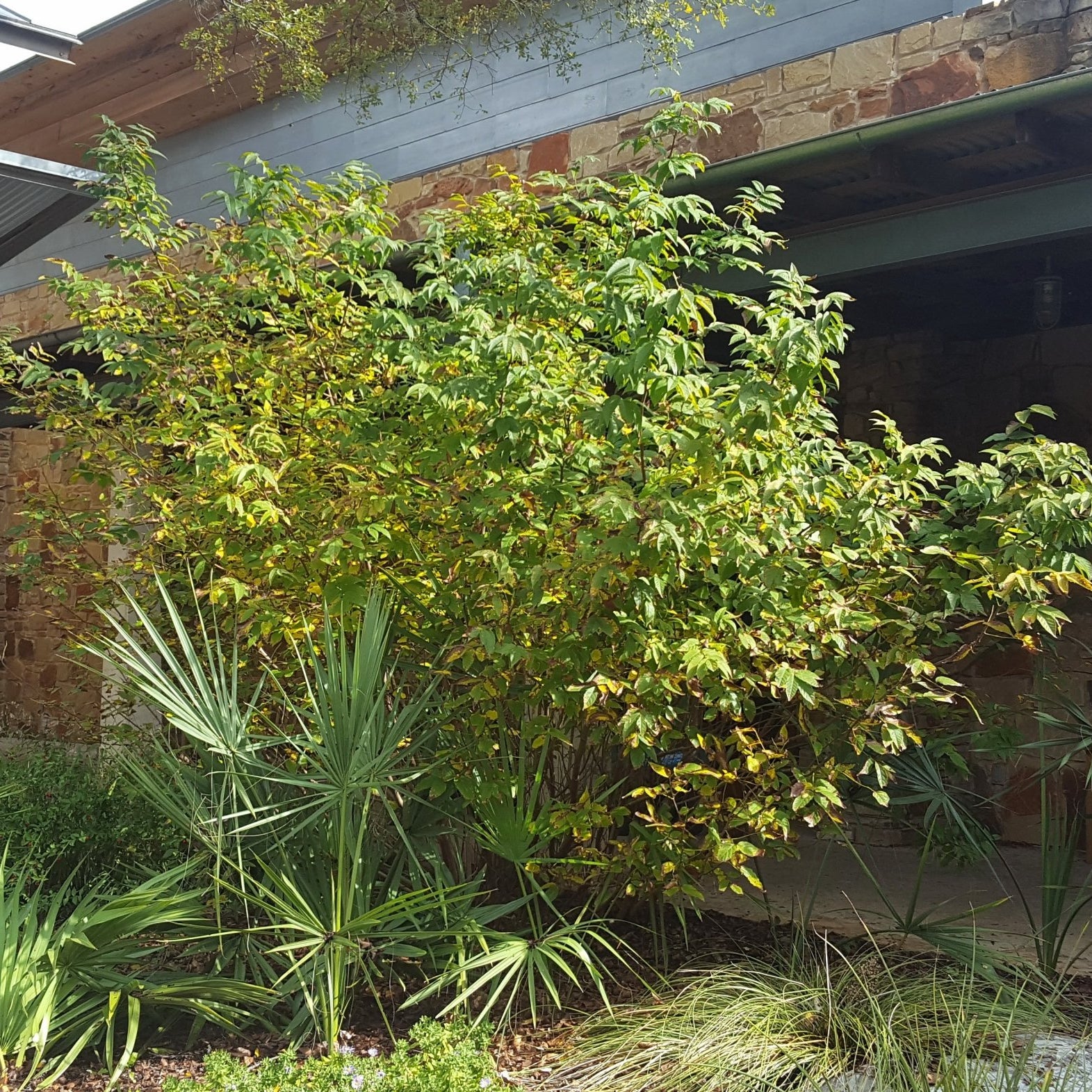 Mexican Buckeye (Ungnadia speciosa)