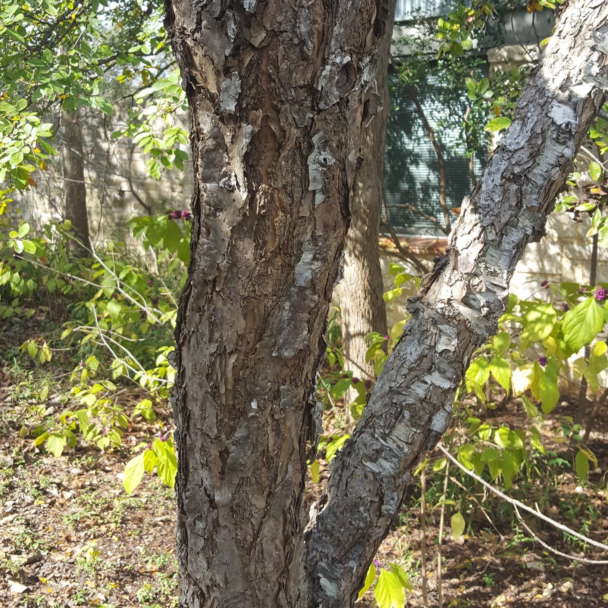 Mexican plum (Prunus mexicana)