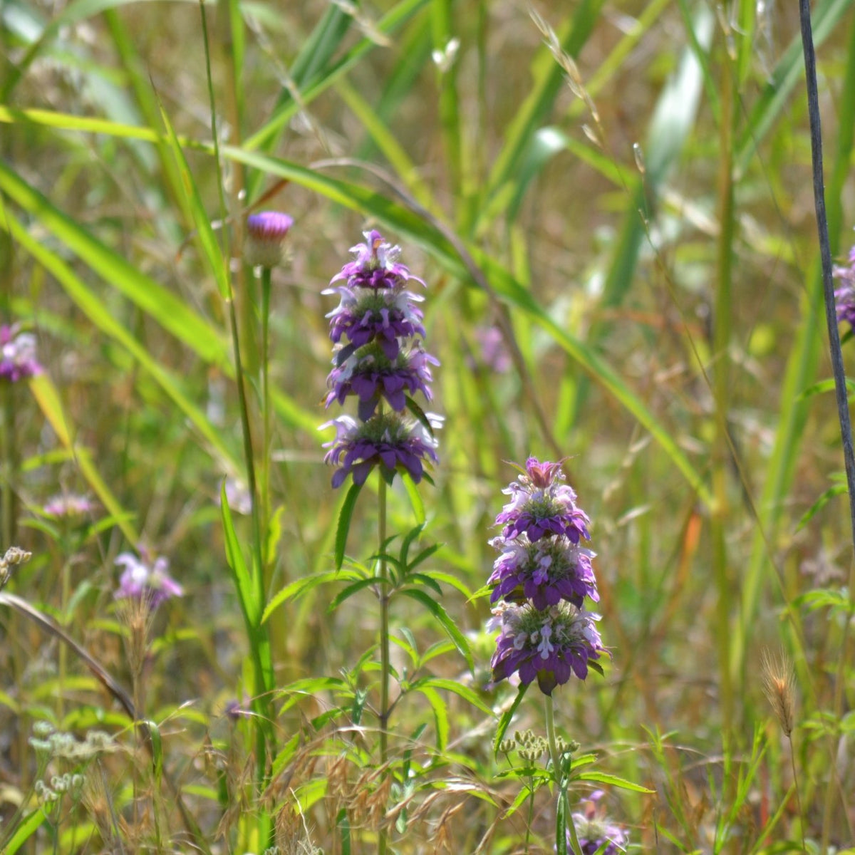 Monarda citriodora (Lemon Beebalm)