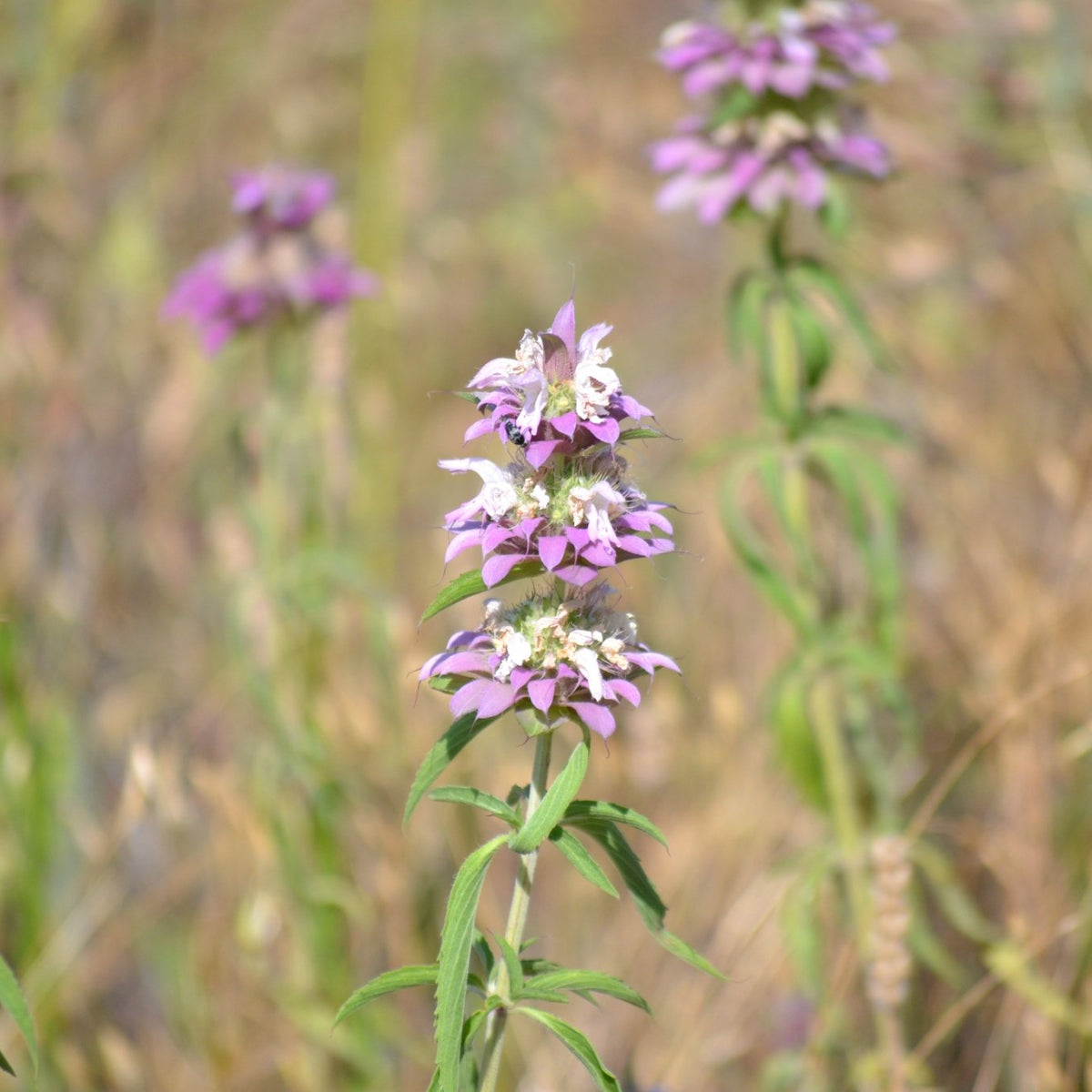 Monarda citriodora (Lemon Beebalm)