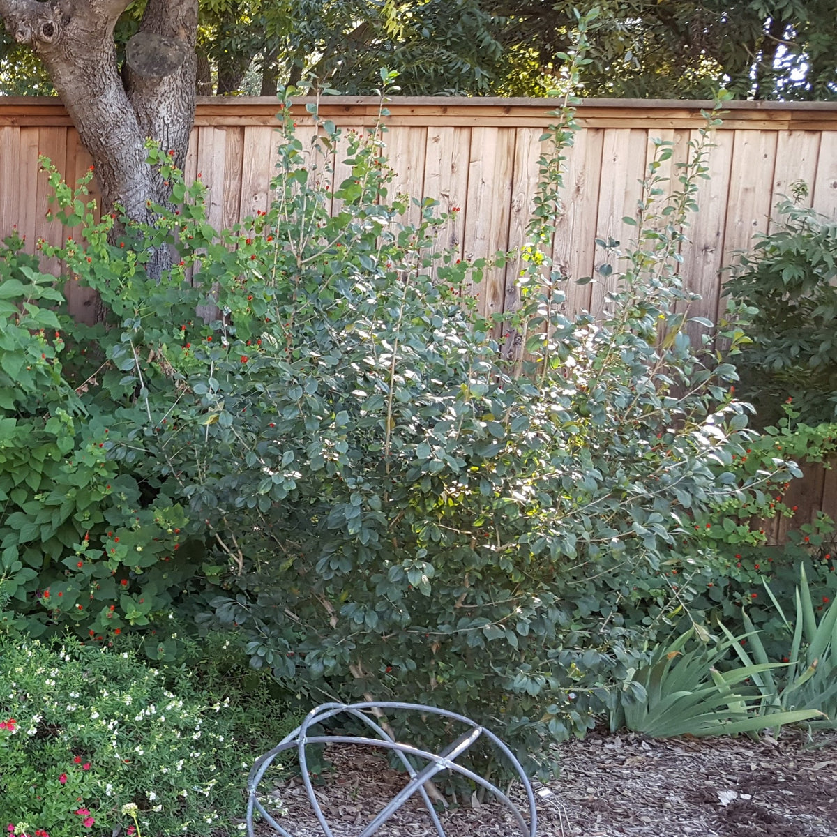 Possumhaw holly (Ilex decidua)