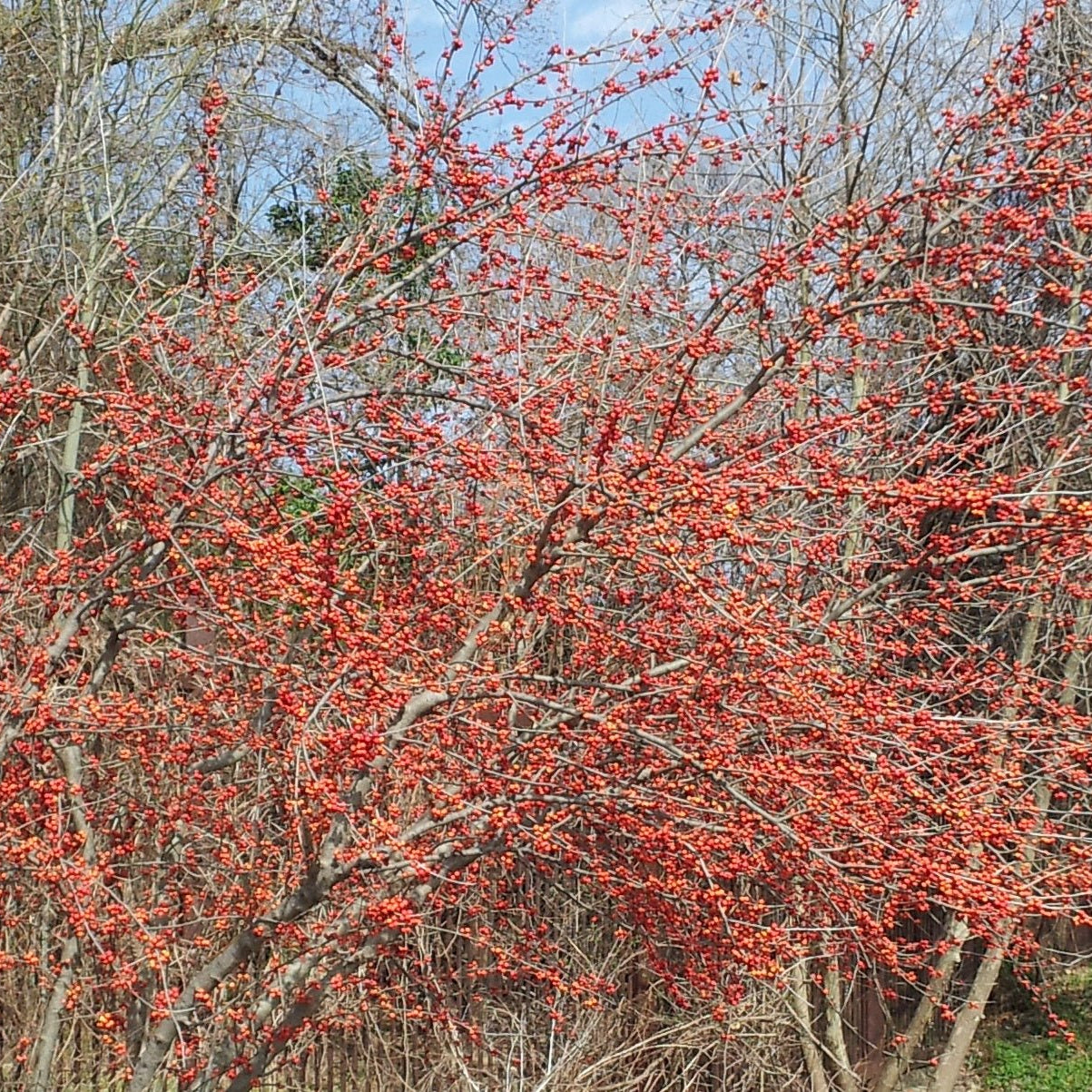 Possumhaw holly (Ilex decidua)