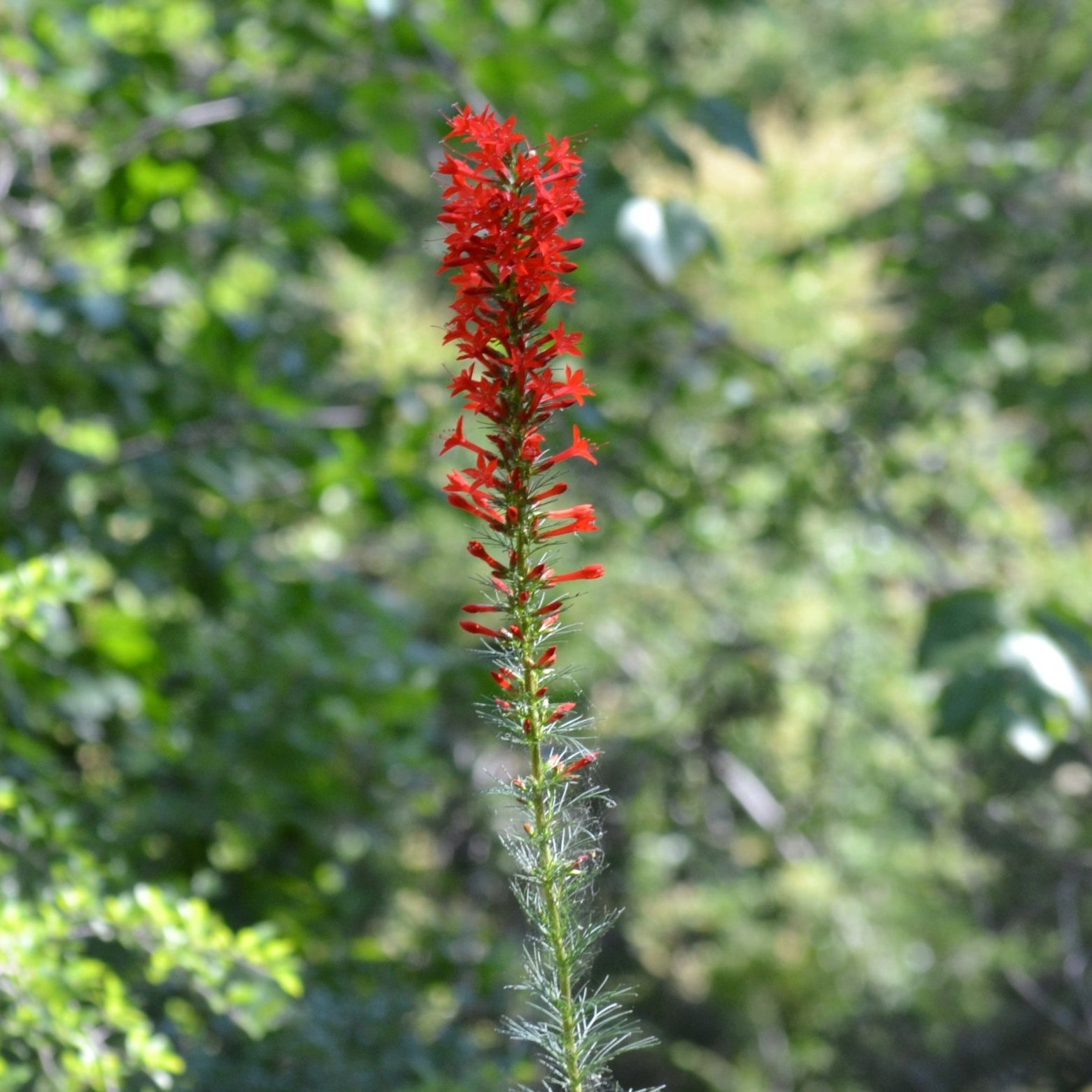Ipomopsis rubra (Standing Cypress)