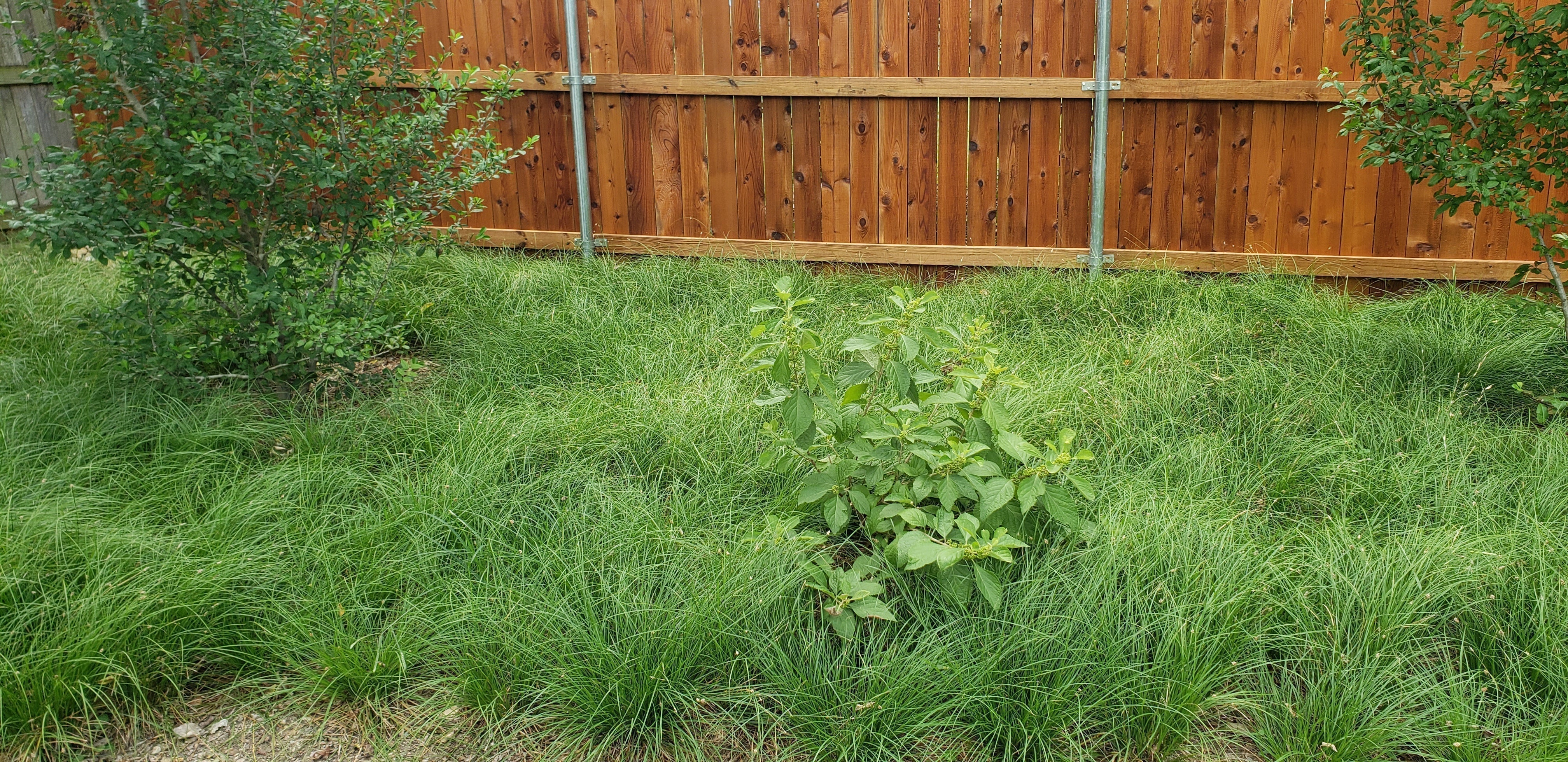 There Is a Native Ground Cover for Every Garden