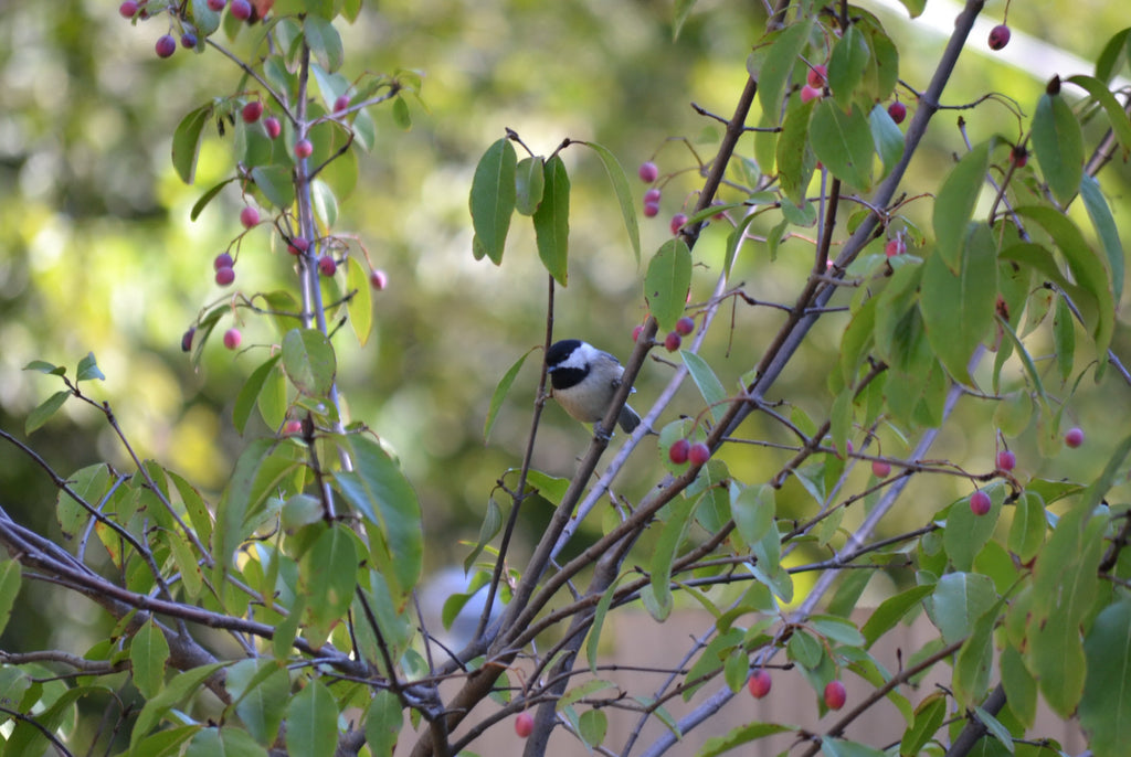 Bird friendly plants