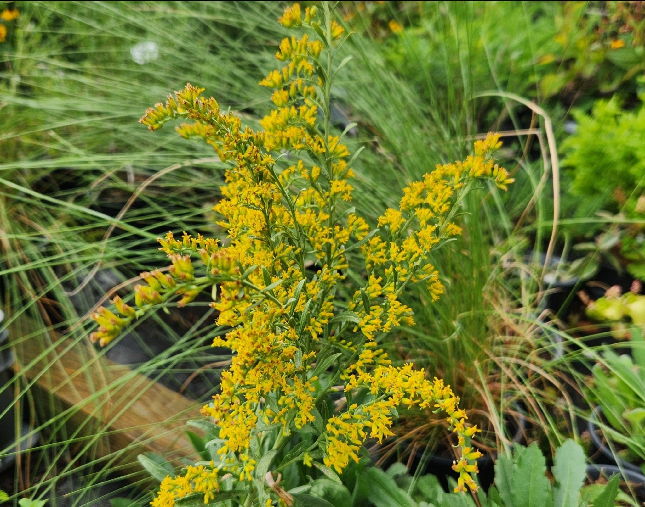 Solidago nemoralis (Gray Goldenrod)