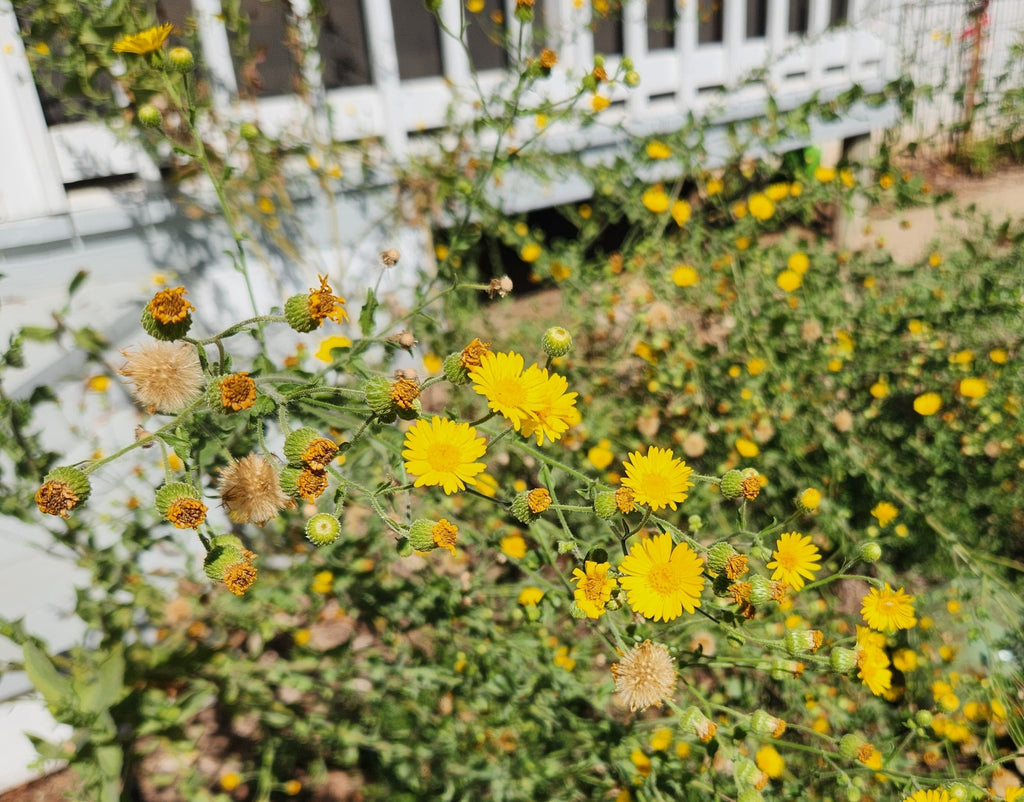 Heterotheca subaxillaris (Camphorweed)