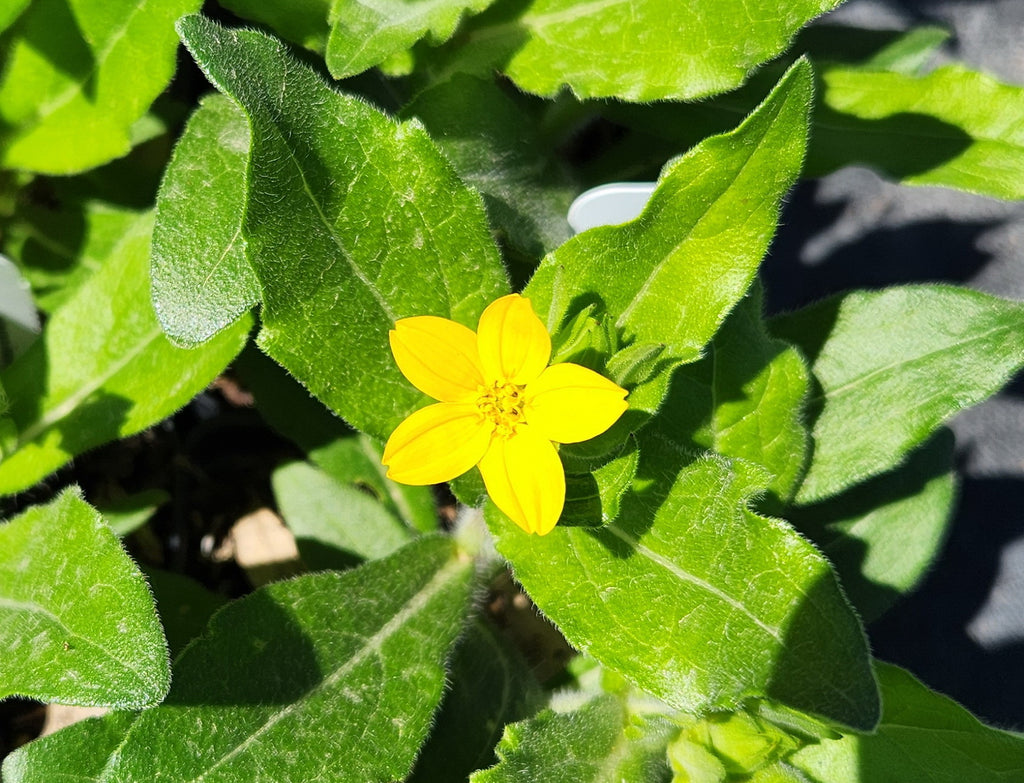 Lindheimera texana (Texas Yellowstar)