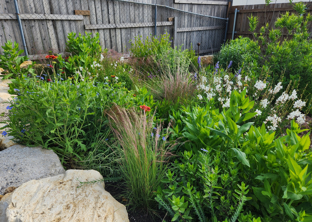 Aristida purpurea (Purple Threeawn)