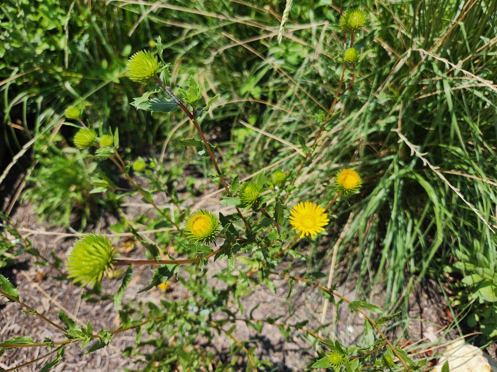 Grindelia squarrosa Curlycup Gumweed