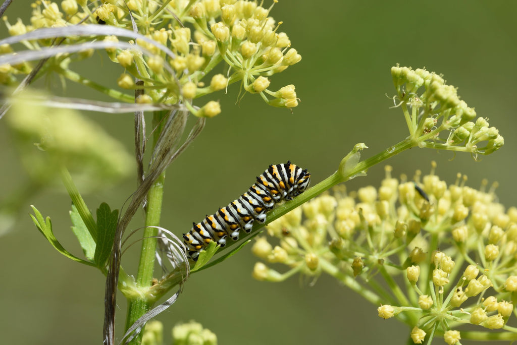 Polytaenia texana (Texas Prairie Parsley)