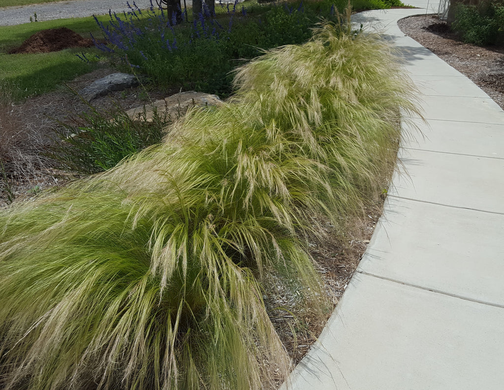 Mexican feather grass (Nassella tenuissima)