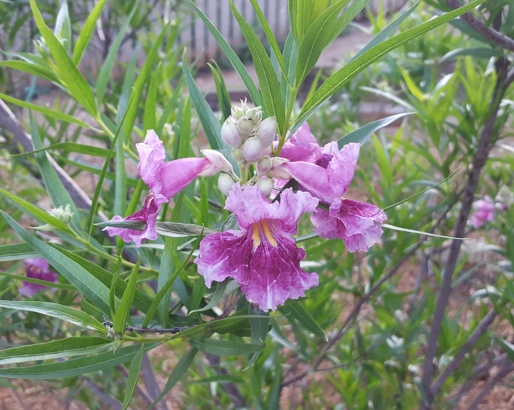 Desert willow 'Bubba" (Chilopsis linearis 'Bubba')