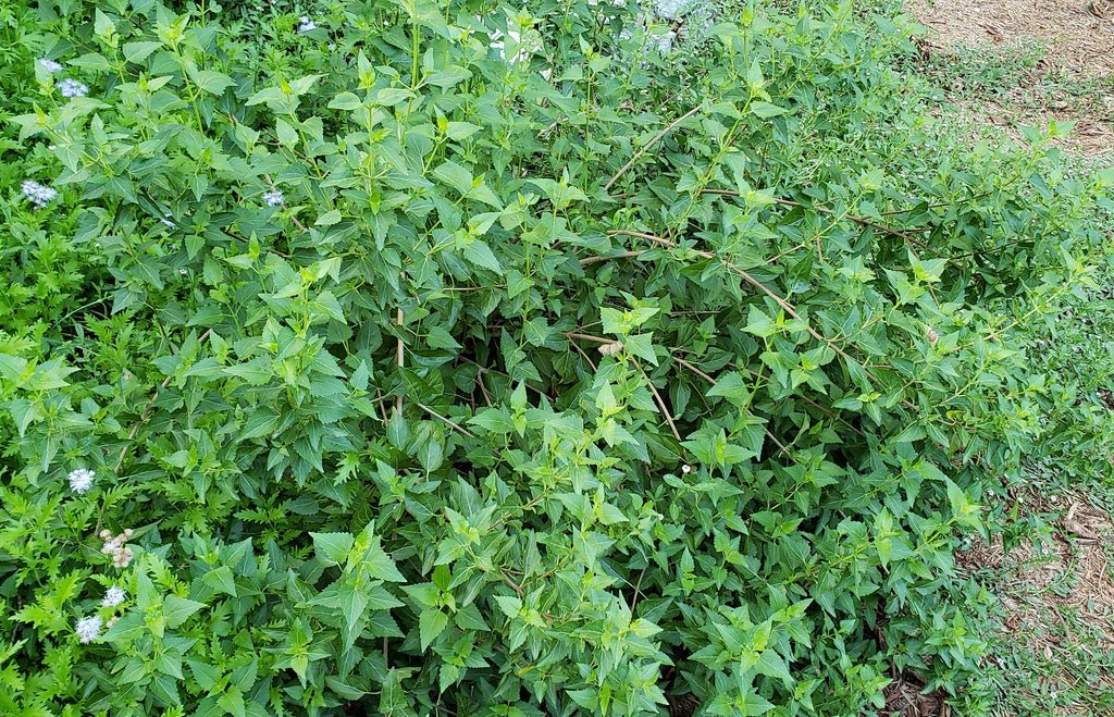 Shrubby boneset (Ageratina havanensis)