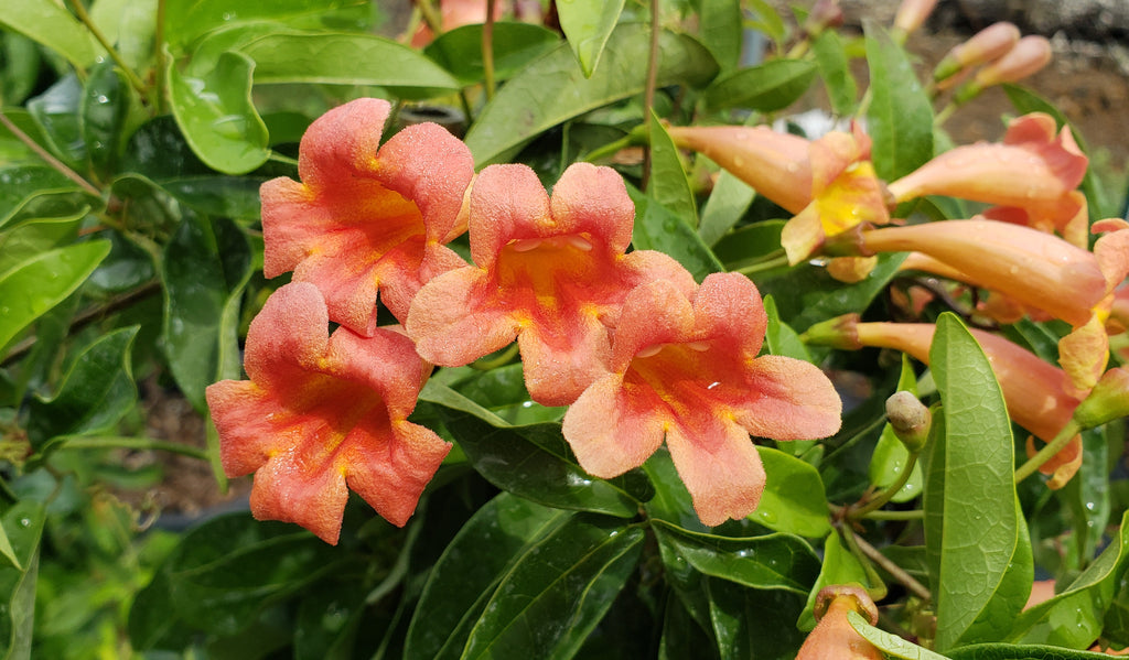 Crossvine 'Tangerine beauty' (Bignonia capreolata 'Tangerine beauty')