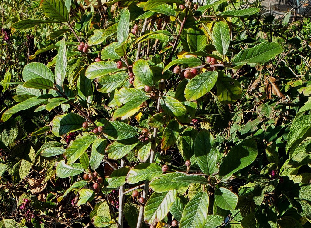 Frangula caroliniana (Carolina Buckthorn)