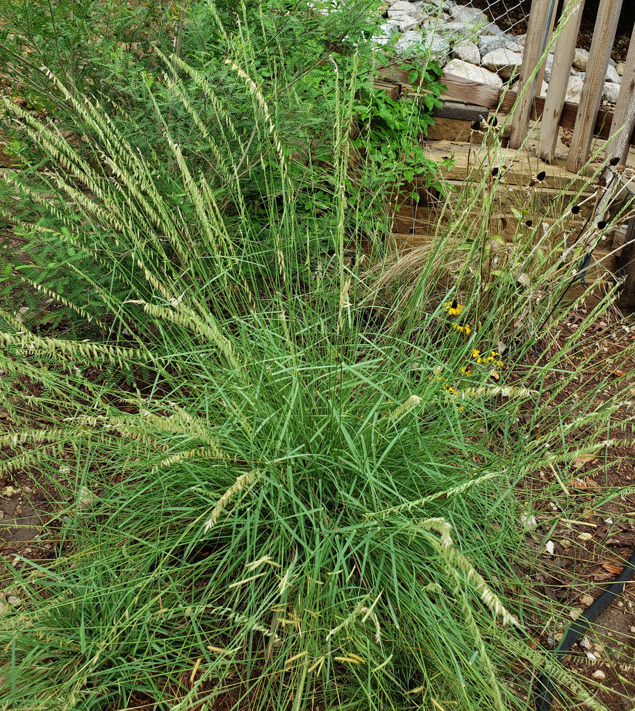 Sideoats Grama (Bouteloua curtipendula)