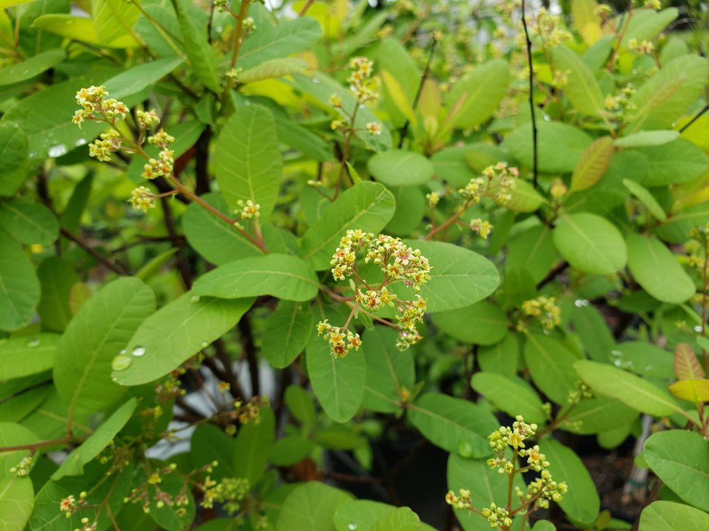 Cotinus obovatus (American Smoke Tree)